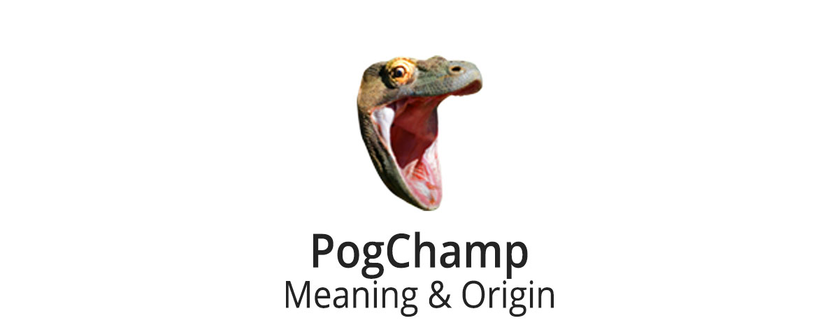 pogchamp meaning and origin